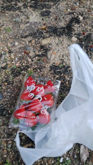 いちご狩りに来たんだけどこんなに美味しそうないちごがいっぱい！！