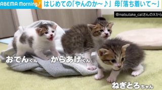 ペットに食べ物の名前をつけるとしたらどんなのがある？