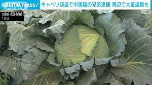 キャベツ泥棒の中国籍2人を逮捕　現場付近ではキャベツ1200個盗まれるなど被害相次ぐ【茨城県】