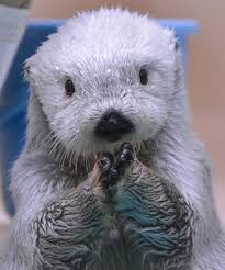 「ラッコが消える日が近い…」ラッコ、国内唯一のオスが死亡　高齢の残り2頭となる