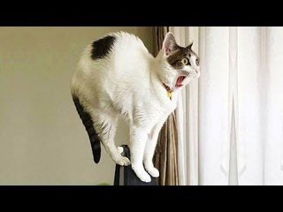 猫に「ねぇ、猫のフリしてるだけでしょ」って言ってみた