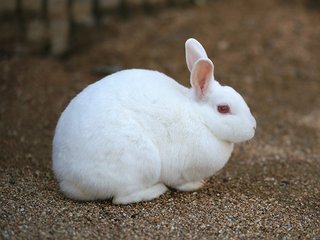 猫に「ねぇ、猫のフリしてるだけでしょ」って言ってみた