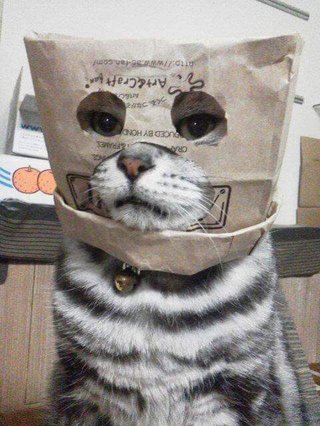 猫に「ねぇ、猫のフリしてるだけでしょ」って言ってみた