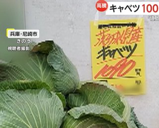 キャベツ一玉500円ぐらいが適正価格なんだとさ。