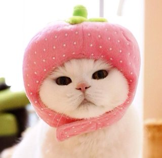 猫に「ねぇ、猫のフリしてるだけでしょ」って言ってみた