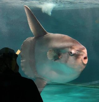 水族館の休館中にマンボウの体調悪化→まさかの対応で改善！？ スタッフも驚愕「魚も寂しいのか」