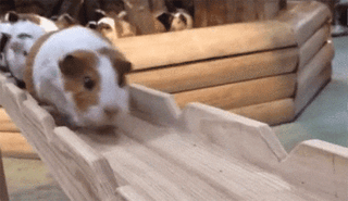 「可愛いが渋滞してるー」笑