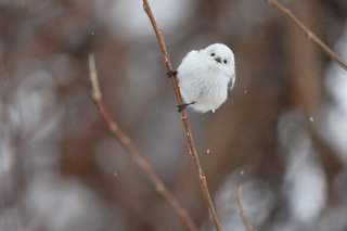 鳥になるなら何鳥になる？