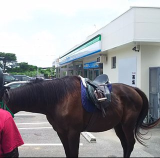 ガソリン高すぎるから馬飼おうかな