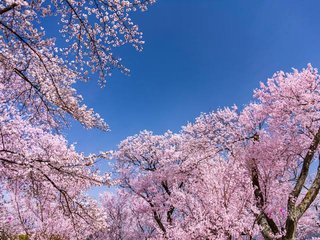 韓国の花である王桜がもうすぐ日本に咲き誇ります