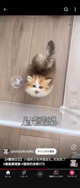 このネコの犬種教えてください