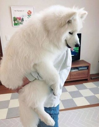 サモエド飼いたい気持ちわかる？