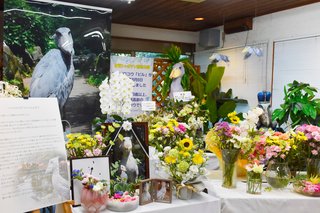 【静岡】昨夏大往生、ハシビロコウのビル　剥製になりお出迎え　伊豆シャボテン動物公園