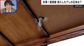 天井から伸びる“白い手”の正体は害獣？狂犬病になる恐れも…駆除業者が危険性を指摘