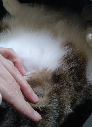 子供の友達がうちで生まれて初めて猫を触ったんだけどやわらかさにびっっっくりしてた