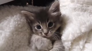 犬ネコにもイケメン美人っているよね