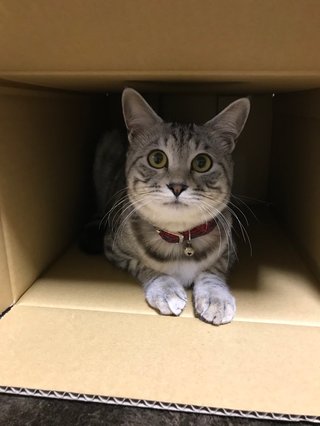 犬ネコにもイケメン美人っているよね