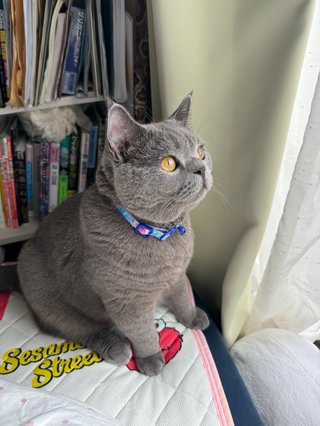 犬ネコにもイケメン美人っているよね