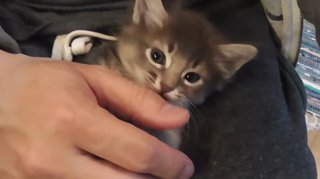 犬ネコにもイケメン美人っているよね