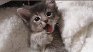 犬ネコにもイケメン美人っているよね