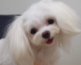 犬ネコにもイケメン美人っているよね