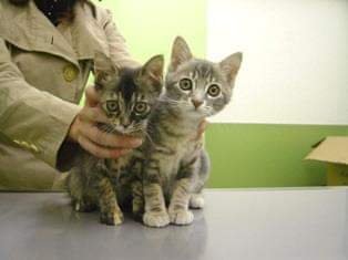 犬ネコにもイケメン美人っているよね