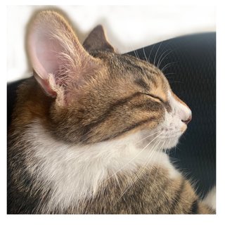 犬ネコにもイケメン美人っているよね