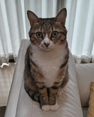 犬ネコにもイケメン美人っているよね