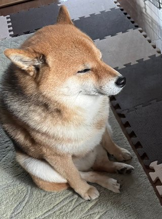 なんの犬種が好きー？！