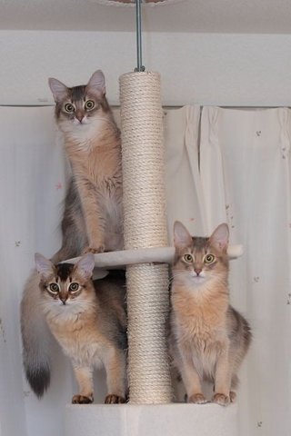 犬ネコにもイケメン美人っているよね