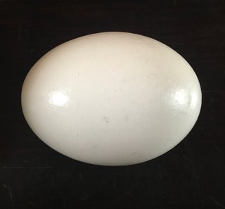 先端かお尻か分かりづらい卵有るよね