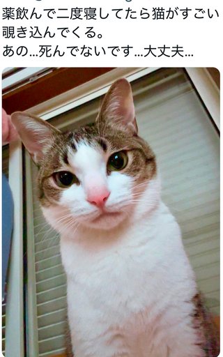 猫にネコパンチされると痛いの？