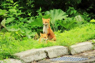 旅客機がキツネと衝突… そのまま欠航 乗客困惑 【北海道】