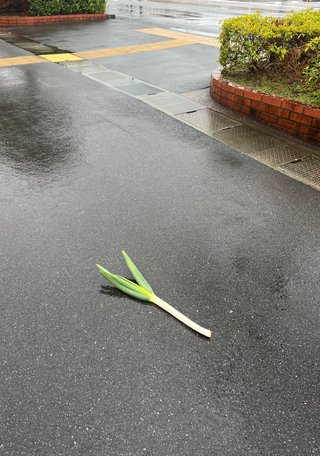 道ばネギが落ちとったばい:(´◦ω◦｀):