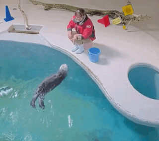 鳥羽水族館ラッコ水槽ライブカメラ
