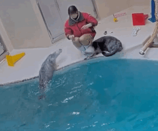 鳥羽水族館ラッコ水槽ライブカメラ