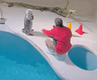 鳥羽水族館ラッコ水槽ライブカメラ