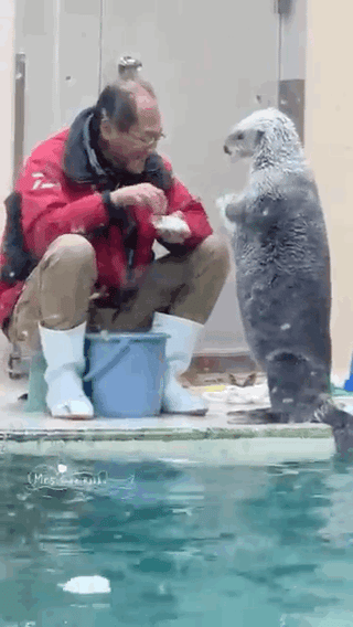 鳥羽水族館ラッコ水槽ライブカメラ