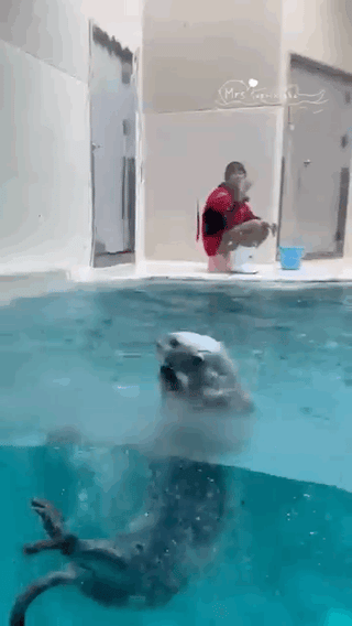 鳥羽水族館ラッコ水槽ライブカメラ