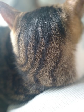 猫のこの模様が好きなんだけど