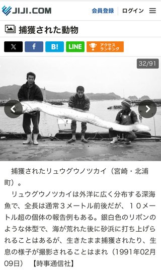 宮崎でリュウグウノツカイの稚魚が釣れた