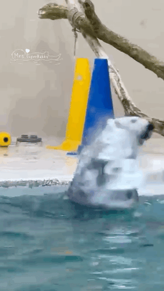 鳥羽水族館ラッコ水槽ライブカメラ