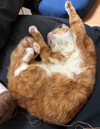 猫（成猫）に毎食ウェットフードを与えてる方に質問です