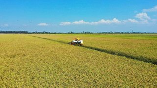 ベトナム産米､日本の大手スーパー複数社のPBとして販売へ【令和の米騒動】