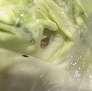 これなに？キャベツにいた