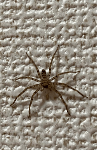 誰か助けて！部屋に猛毒のセアカゴケグモが出た！