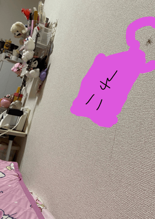 誰か助けて！部屋に猛毒のセアカゴケグモが出た！