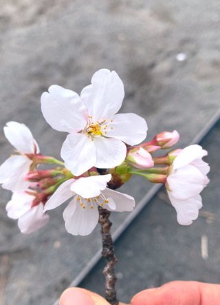 もう桜も散るね