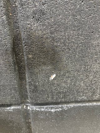 なんの虫の卵？幼虫？かわかる方いませんか？