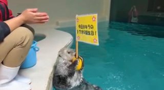 鳥羽水族館ラッコ水槽ライブカメラ